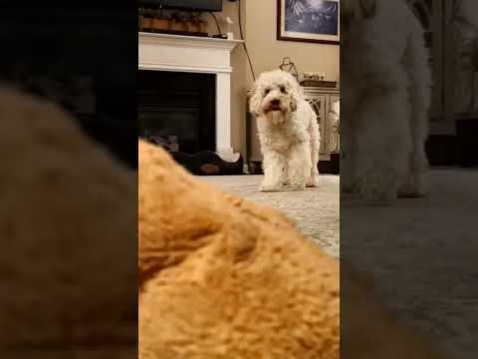 Dog Incrementally Backs up From Fetch Toy
