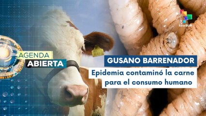 Brote de gusano amenaza la seguridad alimentaria en Guatemala