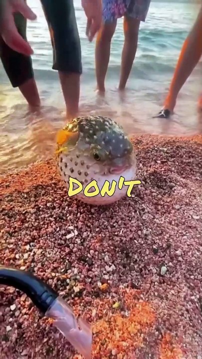 Funny Animal Videos