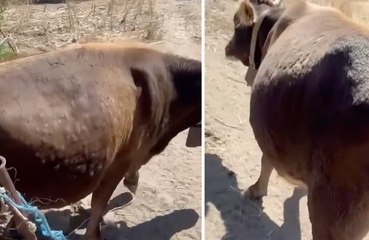 Dermatite bovine: gli effetti su una vacca a Orotelli
