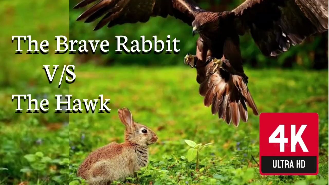 ख़रगोश और बाज़ की टक्कर" Rabbit’s Fight for Survival/ Visit on Telegram Type ATV Searial Official