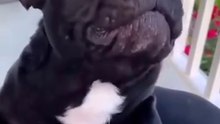 Funny Animal Videos, Cute Pet, Funny Cats, Funny Dogs