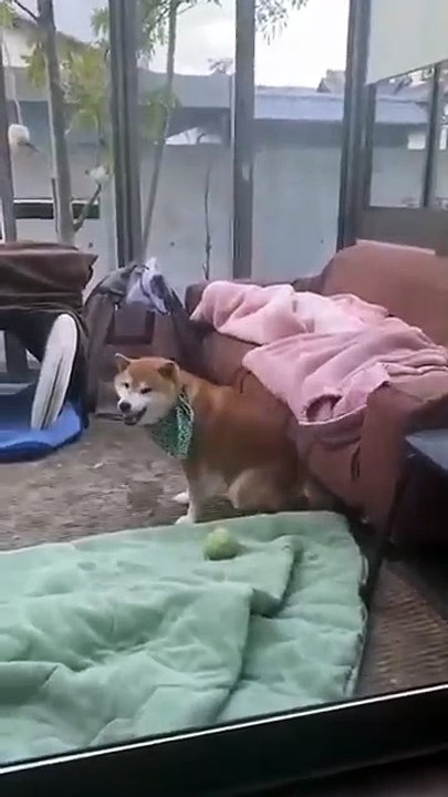 Funny Animal Videos