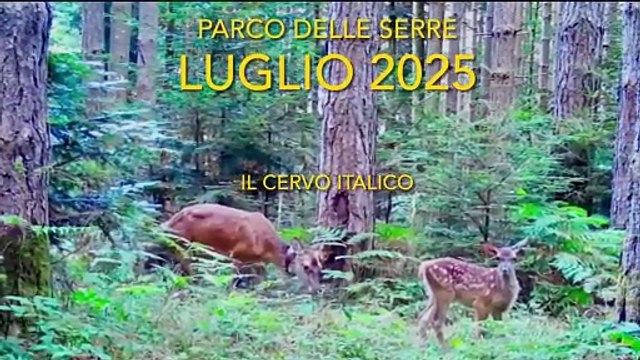 Serra San Bruno, un’emozione tra le fronde del Parco: nascono i primi cervi del 2025