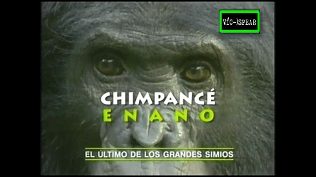 Enciclopedia de Animales: El Chimpancé Enano el último de los simios - Documental (1995) - Español Latino