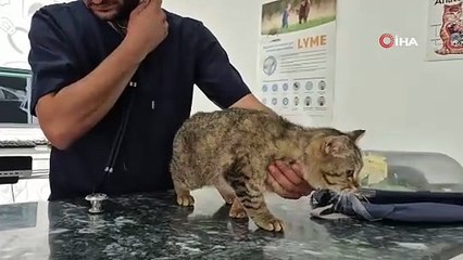 Veteriner Kapısına Bırakılan Kediden Dram Çıktı