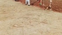 Village life