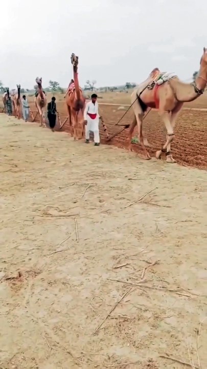 Village life