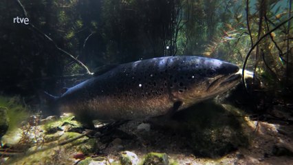 Cuaderno de campo, Truchas y salmones