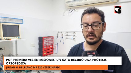 Por primera vez en Misiones, un gato recibió una prótesis ortopédica.mp4