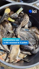 En Brière, les oiseaux touchés par le botulisme