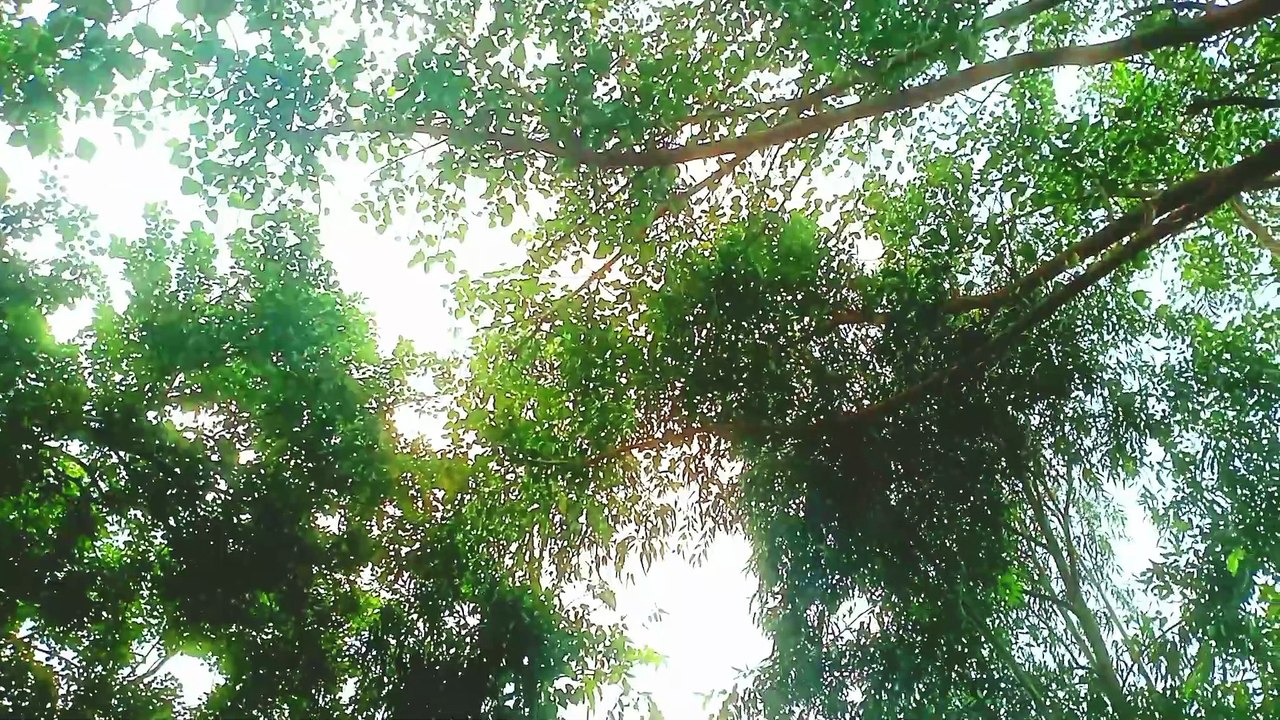 Relax wiRelax with the pure sound of birds singing (Nightingale, Blackbird, Chaffinch, Cuckoo and others) and the view of a very calm forest | Nature with Amit