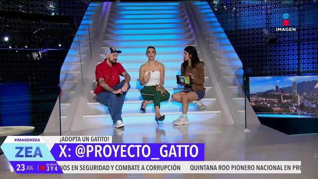 ¡Adopta, no compres! Benji es un gatito que está en busca de un hogar