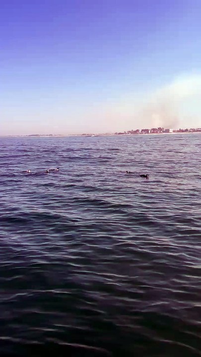 Grupo de pinguins e botos é flagrado nadando próximo à beira-mar em praia do Sul de SC