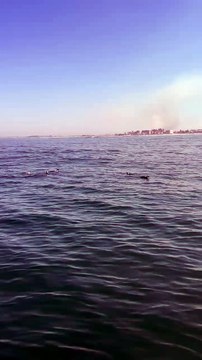 Grupo de pinguins e botos é flagrado nadando próximo à beira-mar em praia do Sul de SC