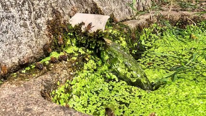 les abeilles & l'eau