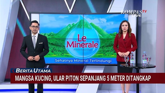 Petugas Damkar Evakuasi Ular Piton Sepanjang 5 Meter yang Mangsa Kucing di Gowa | BERUT