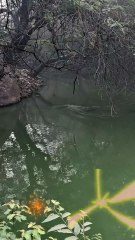 captivating blend of beauty and mystery in nature’s embrace. #BlackSwan #NatureBeauty