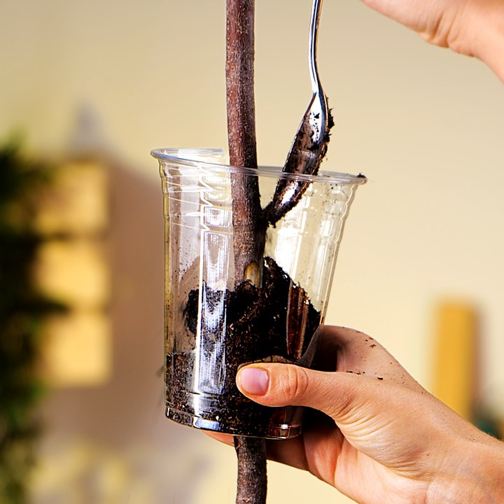 Plant Hacks for Complete Beginners 🌿