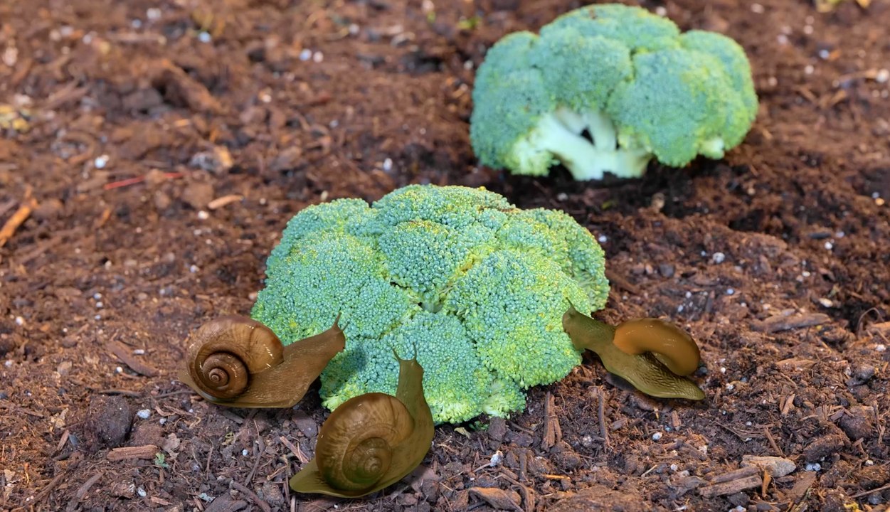 Conseils de jardinage intelligents pour augmenter vos récoltes de façon naturelle !