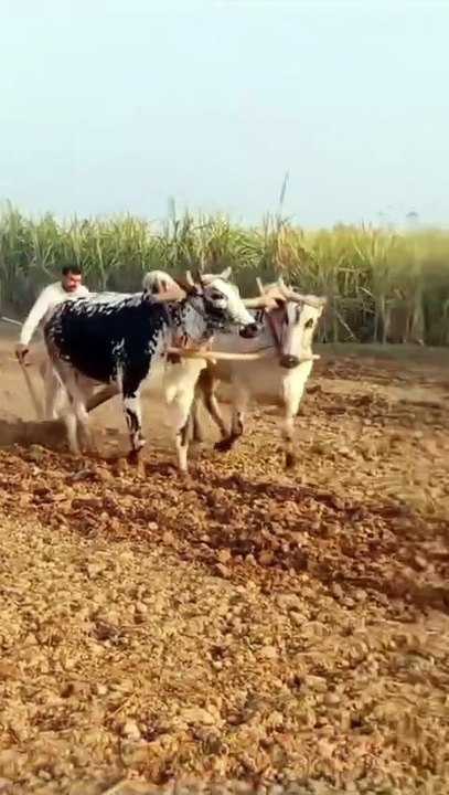Village life
