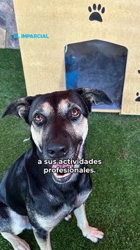 Casitas con aire para perros… ¡y hasta Natanael tiene la suya!