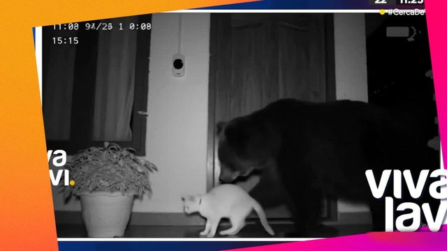 Captan a dos osos en Monterrey