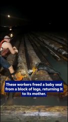 These workers freed a baby seal from a block of logs, returning it to its mother.