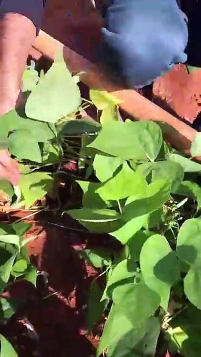 How to harvest dwarf beans?