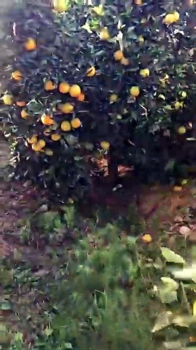 Orange harvest
