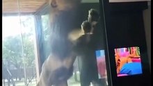 Leão surpreende hóspede em hotel de luxo na savana e viraliza