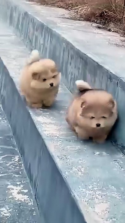 Funny cute Puppy falling down
