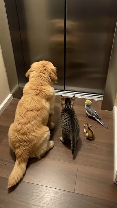 What’s going on with that door 🚪🤔🐾