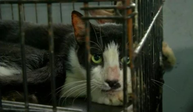 200 animales domésticos fueron rescatados de albergues clandestinos