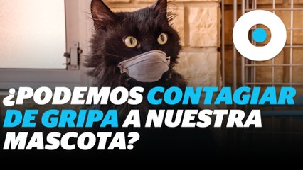 Gripa en humanos ¿Hay riesgo de contagio a mascotas? | Reporte Indigo