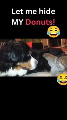 Let me hide my donuts ! #shorts #funny #funnyanimals #viralvideo