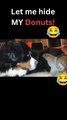 Let me hide my donuts ! #shorts #funny #funnyanimals #viralvideo