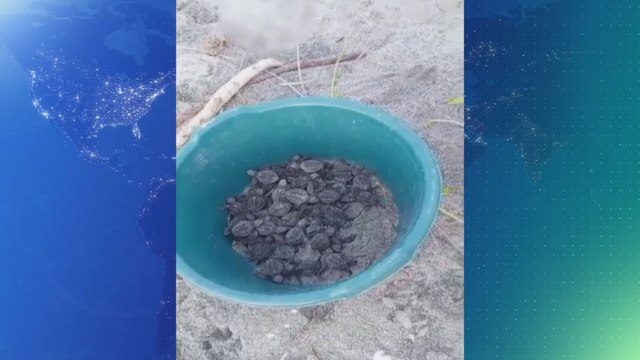 Inician investigación por manipulación de tortugas recién nacidas