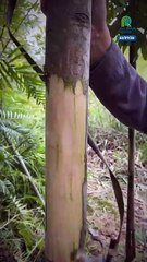 Cinco cosas que debes saber sobre la producción de canela Ceilán en Sri Lanka, el mayor exportador del mundo