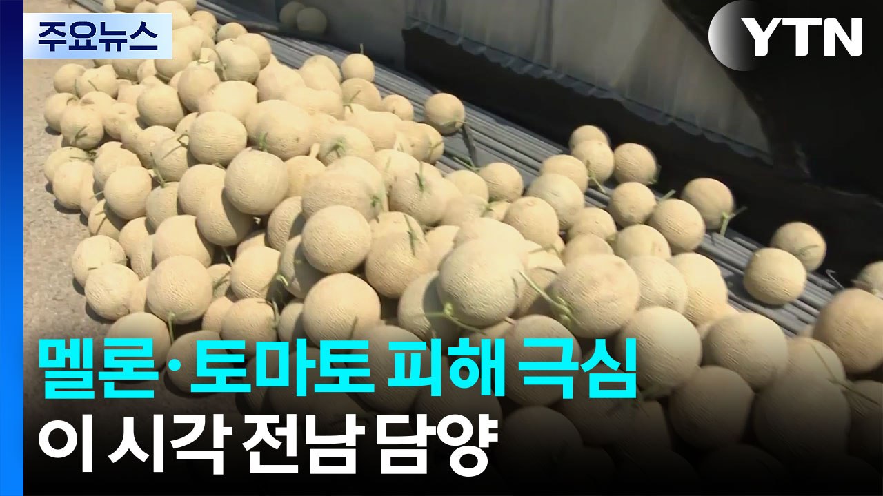 출하 앞둔 멜론·토마토 피해 극심...이 시각 전남 담양 / YTN