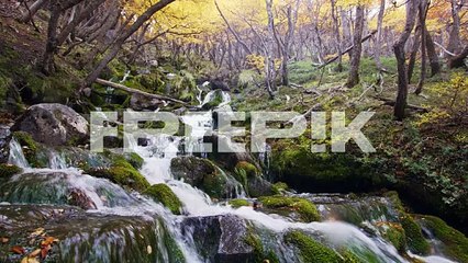 a river in the forest with autumn colors