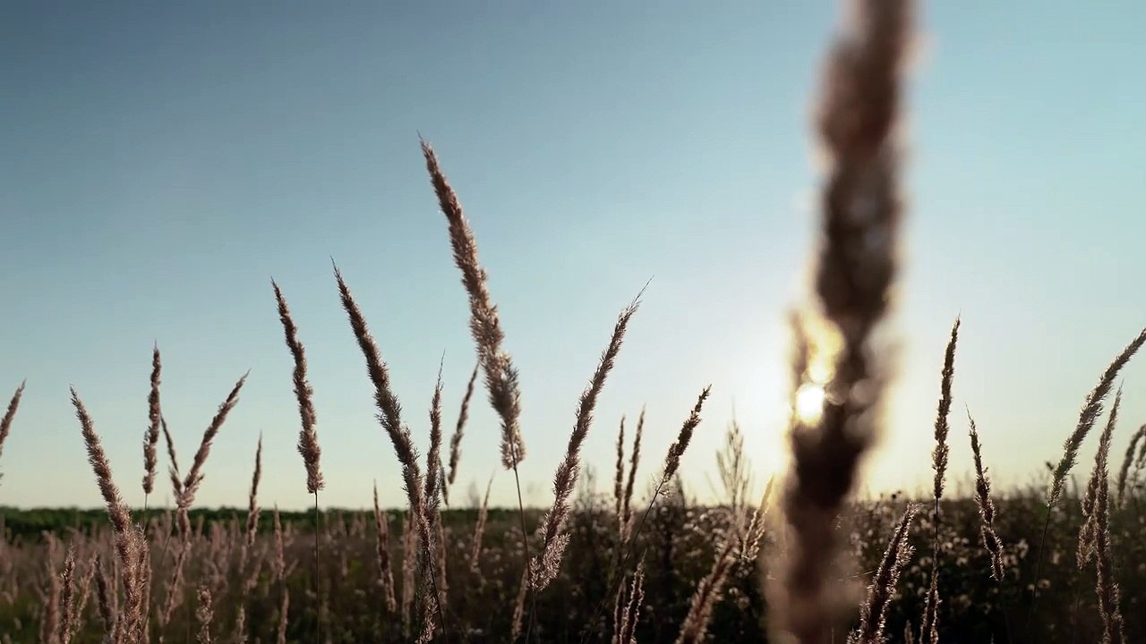 field at sunset