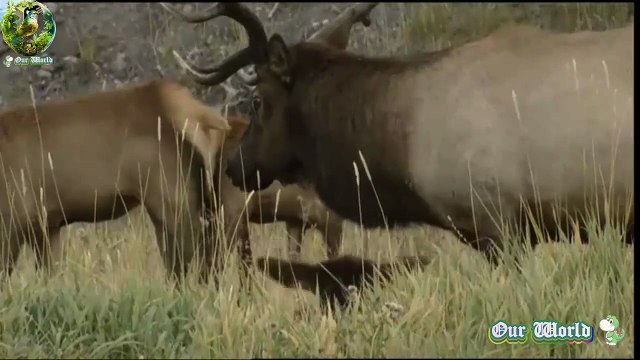 Scottish Islands Red Deer