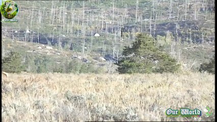 Highland Red deer - The Majestic Life of Red Deer - An Overview