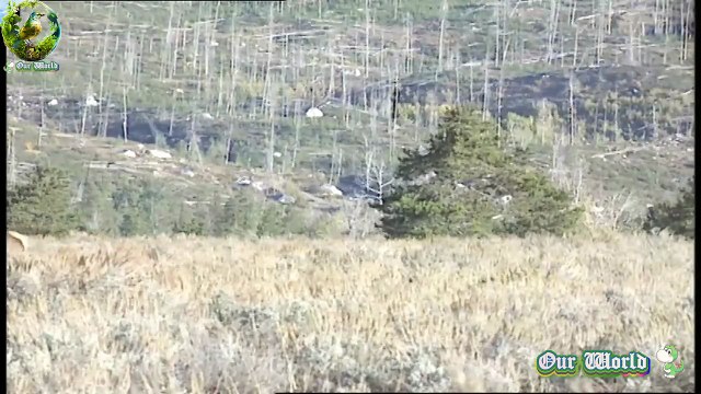 Highland Red deer - The Majestic Life of Red Deer - An Overview