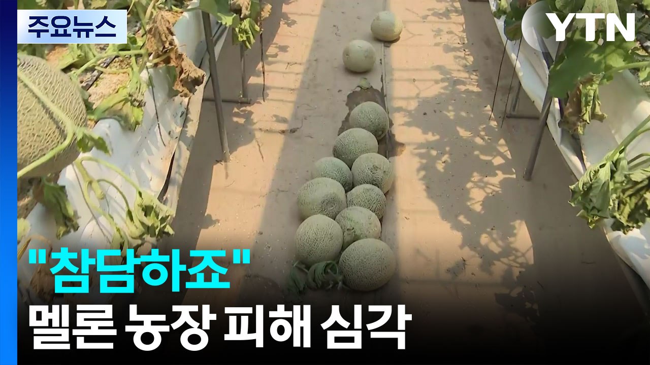 멜론·토마토 농가 비 피해 복구 '구슬땀'...이 시각 전남 담양 / YTN