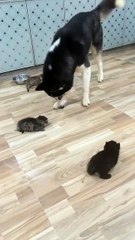 Husky teaches them rules 😝