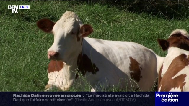 Épidémie de dermatose: près de 200 tonnes de fromages de Savoie bloqués depuis trois semaines