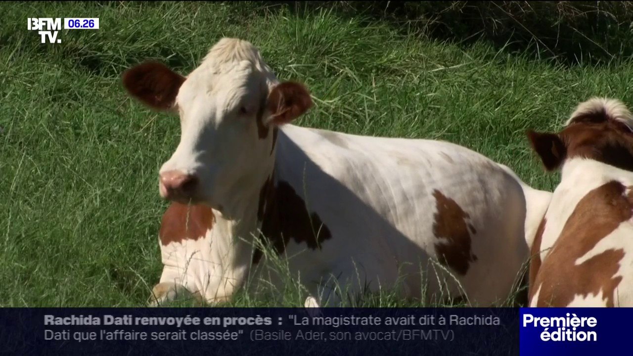 Épidémie de dermatose: près de 200 tonnes de fromages de Savoie bloqués depuis trois semaines