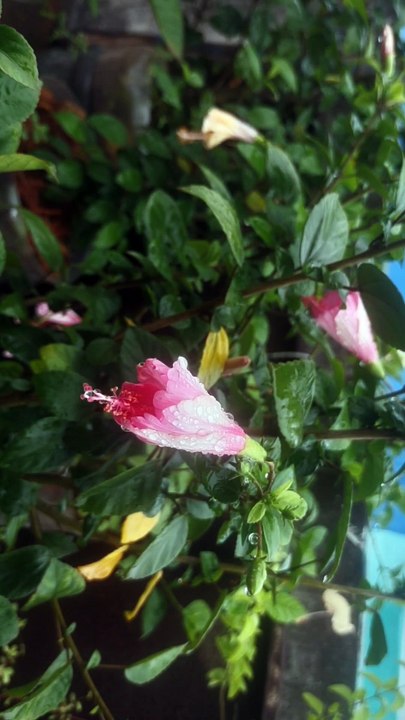 gardening
